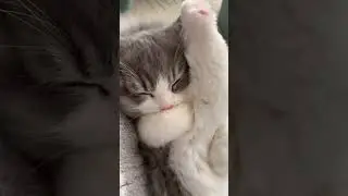 #caption Is this your kind of cute content? #cutecats #catlover #cuteanimals #kitty #shorts #cat