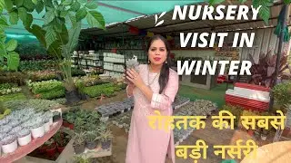 November Nursery visit#winter nursery visit#plants to buy in winter#Nursery visit with plant name