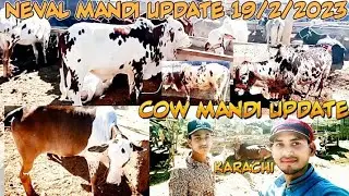 Cow Mandi Update | Neval mandi Moach ghot