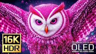 Cinematic Video for OLED Display Test | 16K HDR 240fps Dolby Vision (4K Video • 8K ULTRA HD TV)