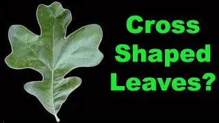 Become an EXPERT on Post Oak in Under 5 Minutes!