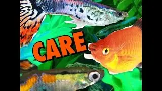Guppy, Molly, and Endler Care
