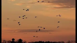 Sandhill Crane Migration Stand alone V3 12 5 21