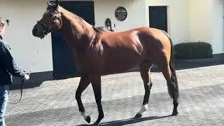 St Mark’s Basilica at Coolmore Stud