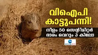Pygmy Hog | ലോകത്തിലെ ഏറ്റവും ചെറിയ കാട്ടുപന്നികൾ ജീവിക്കുന്നത് ഇന്ത്യയിലാണെന്ന് അറിയുമോ?