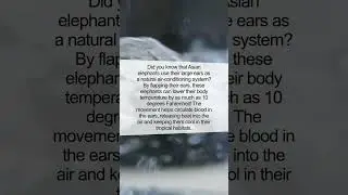 The Unbelievable Cooling Power of the Asian Elephant's Ears