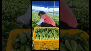 Harvest Fresh Vegetables #agriculture #gardening #farmer