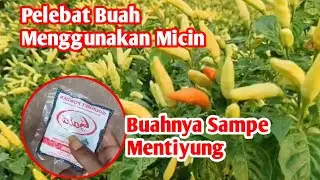 Menakjubkan Bikin Mplongo Tetangga Pelebat Buah Pake Micin