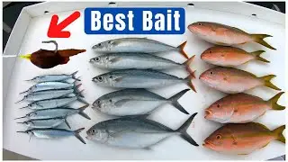 How to Catch Yellowtail Snapper, and fishing a shipwreck at night