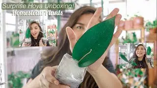 Surprise Hoya Unboxing! | New Hoya Seller Homestead Plants