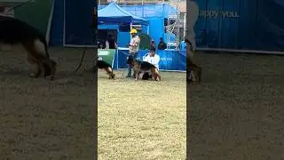 German Shepherd In City Of Joy Kennel Club Dog Show #germanshepherd #dogshow2026 #shorts #viralshort