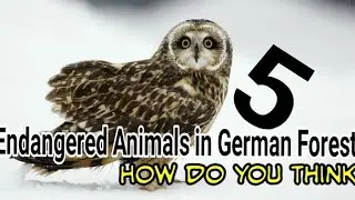 5 Animals are threatened with extinction in Germany#Save Fauna In Germany and The World