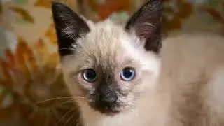 ダイアリー　　小林明子