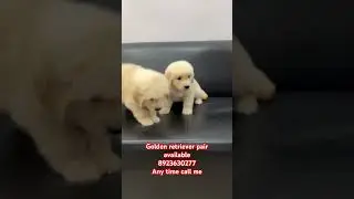 Golden retriever pair available #dogbreed #pets #whowillbemylifepartnerta #dogtype #puppy #dog