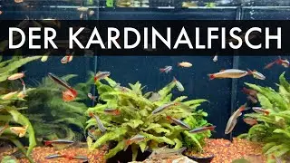 Der Kardinalfisch | Tanichthys albonubes