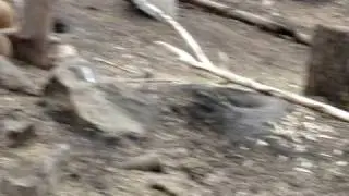 Canadian Guinea pig