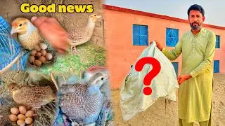 Teetar Farm Par Kon Se Bachay Aa Gay | Narigs Lila Silver Teetar Females Eggs Par Beth Gain Kurk