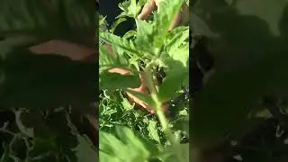 Domates budama