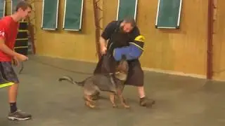 Shocking Biting German Shepherd Only 7 Mo's 