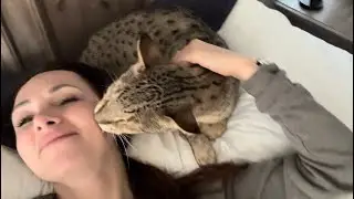 Big F2 Savannah Cat Kumba Giving Me Kisses.