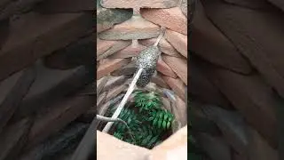 bina bij ke mshrum lagay bina mehnt ke ekdm desi