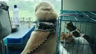 Train journey with pets. Long distance travel. How to travel with pets on a train. #relocation