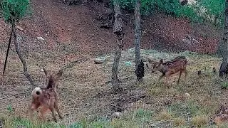Trail Cam Near Colorado Springs | Mule Deer, Fawns, Coyote & Raccoons
