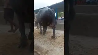 #murrha buffalo  milk record 21.640