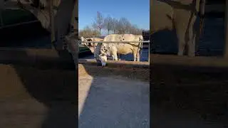 Oh Look 👀 Healthy Cows Have Fun Sunny Day with Cows #viralvideo #ytshorts #trending #satisfying