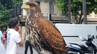 Effarouchement des perruches de la place de Gaulle