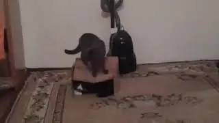 Смешные коты