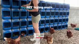 DIY Chicken Laying Nests Using Plastic Jerry Cans #diy #diycrafts #diyfarming