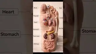 Foot Reflexology #youtubeshorts#yoga #healthtips