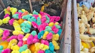 Funny Colorful Baby Chicks Making Cute Sounds 🐥🌈 Adorable Rainbow Chicks Chirping &ndash; Funny Chicken