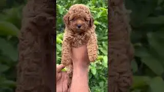 *Toy poodle 2 female*Reasonable price #viralvideo #viral #viralshorts #trending #shortvideo #shorts