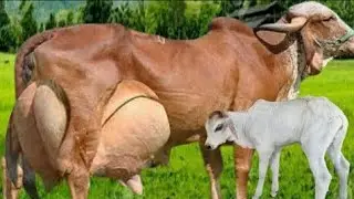 Gir Cow &ndash; Highly Milking Breed with Large Udder | Gir Cow Dairy Farming