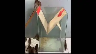 Best mouse/rat trap 2022 🔥