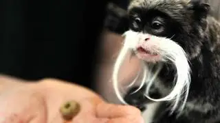 captive breeding video