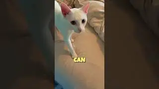 Этот кот, говорящий &laquo;Мама&raquo;, очарователен 😺😍