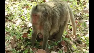 Scarlet Mama Monkey And Her Baby Monkey Saki ,Mum Scarlet Carry Her Baby Find Food