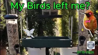 All my Birds Left me | North Jersey Birds