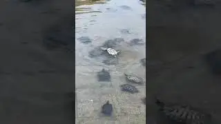 A social bond seems to compel these turtles to help the one in need