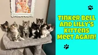 Tinker Bell and Lilly’s Kittens Meet Again!