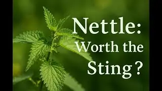 Nettle Benefits | Why This &ldquo;Stinging&rdquo; Herb Is a Nutrient Powerhouse