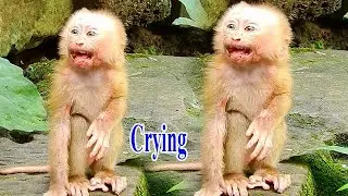 Very sad seeing orphan Amanda crying so loudly like this!
