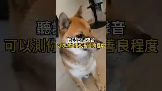 測狗狗善良程度🐶🥱