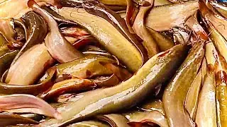 Indian wholesale fish market | Delicious barbel cat fish | Amazing fish selling in market