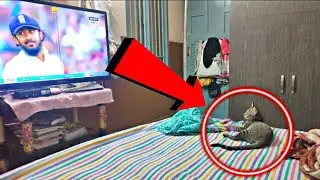 cat watching cricket match| funny scene 😂