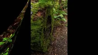A photo trip to the Styx Forest in Tasmania.