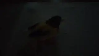 Kanaari laul kurvast linnust
